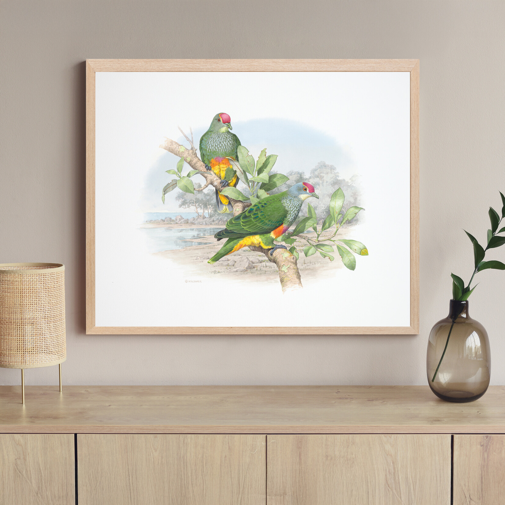 William T Cooper, Rose-crowned Fruit Dove | Limited Edition Print