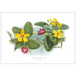 William T Cooper, Golden Guinea Tree | Limited Edition Print