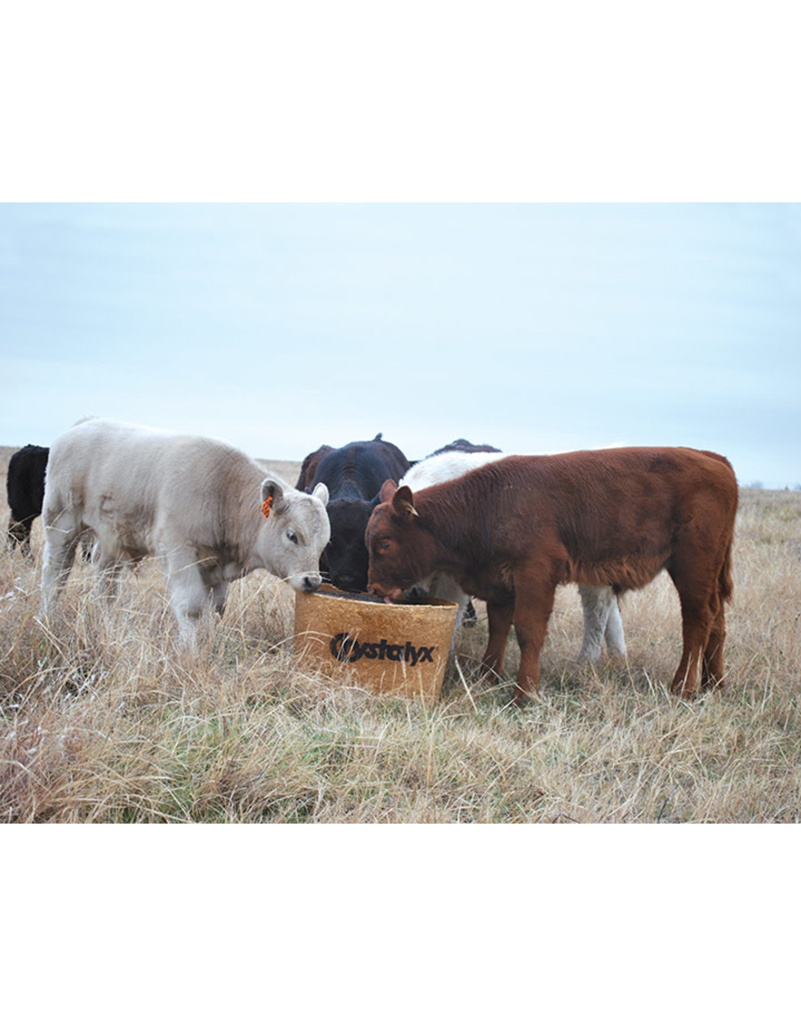 Crystalyx BRIGADE - 200lbs - Bio Tub - CP 14%  - fortified with electrolytes, high levels of vitamins and minerals and chelated/organic trace minerals.  This helps overcome nutritional stress associated with weaning, shipping, grouping and the breeding period.