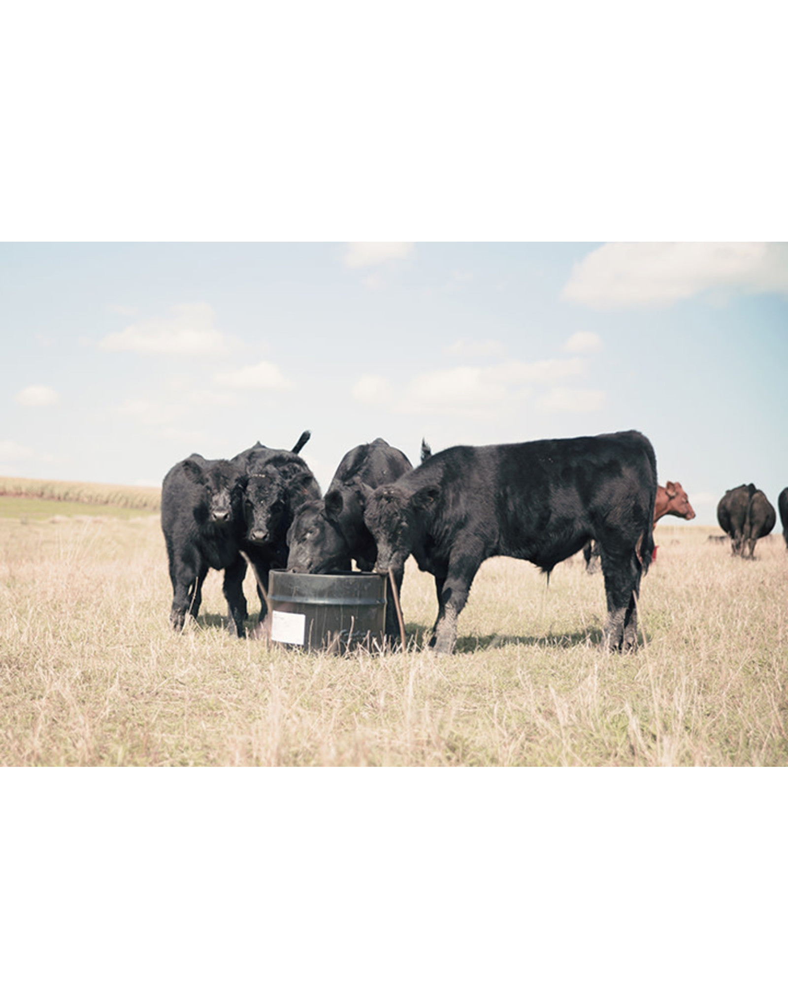 Crystalyx BRIGADE Steel 250lbs - Ideally fortified and suited for weaning calves and cattle 45 days prior to breeding. Statistically shown to add .38 lbs average daily gain, decrease calf mortality by half, and decrease incidences calf illness by almost HALF.