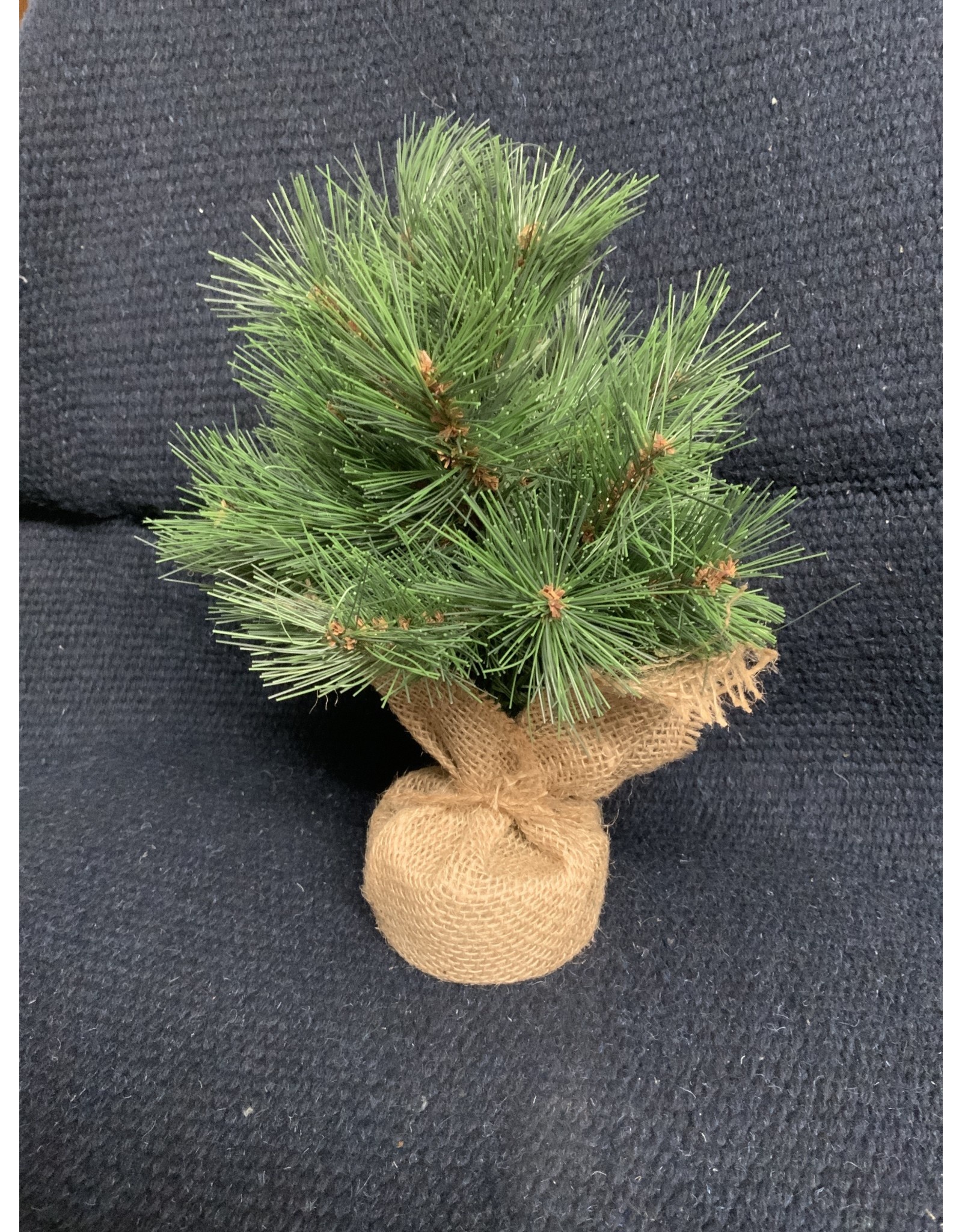 Small Evergreen Tree in Burlap - TRG6978 12” tall