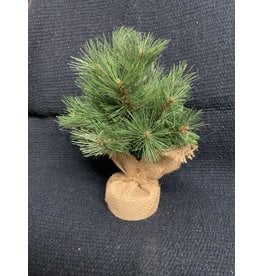 Small Evergreen Tree in Burlap - TRG6978 12” tall