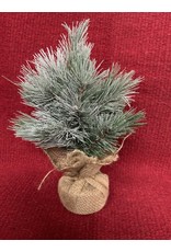 Small Evergreen Tree in Burlap - TRG6978 12” tall