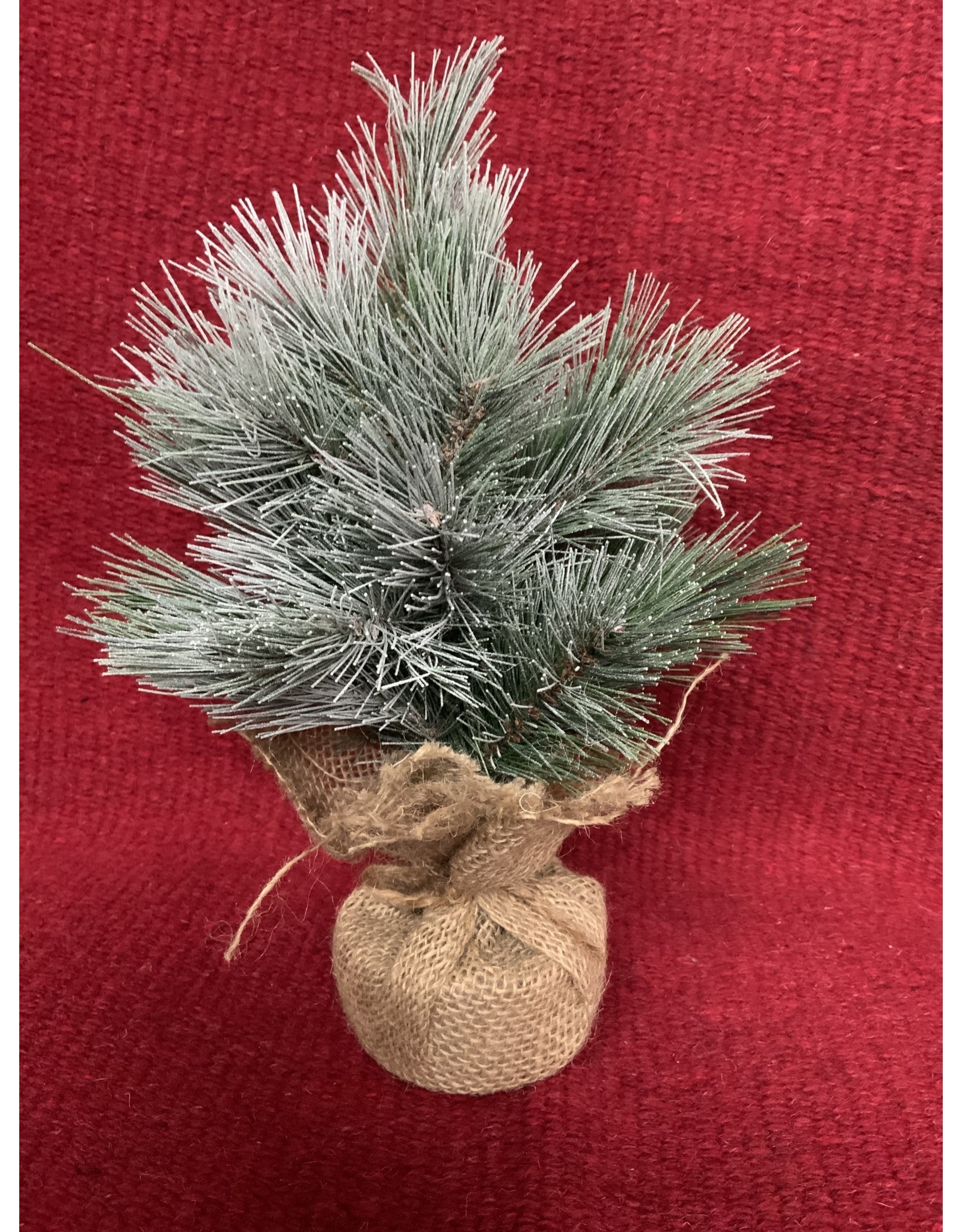 Small Evergreen Tree in Burlap - TRG6978 12” tall