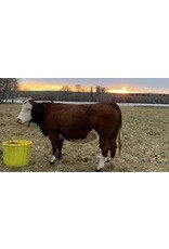 15% MooGoo All Species Tub 100kg -  For Beef, Horse, Goats, Sheep - B990015T100