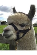 Burwash Llama Halter 3/4" - Small - Black - TBWHLH S-BK