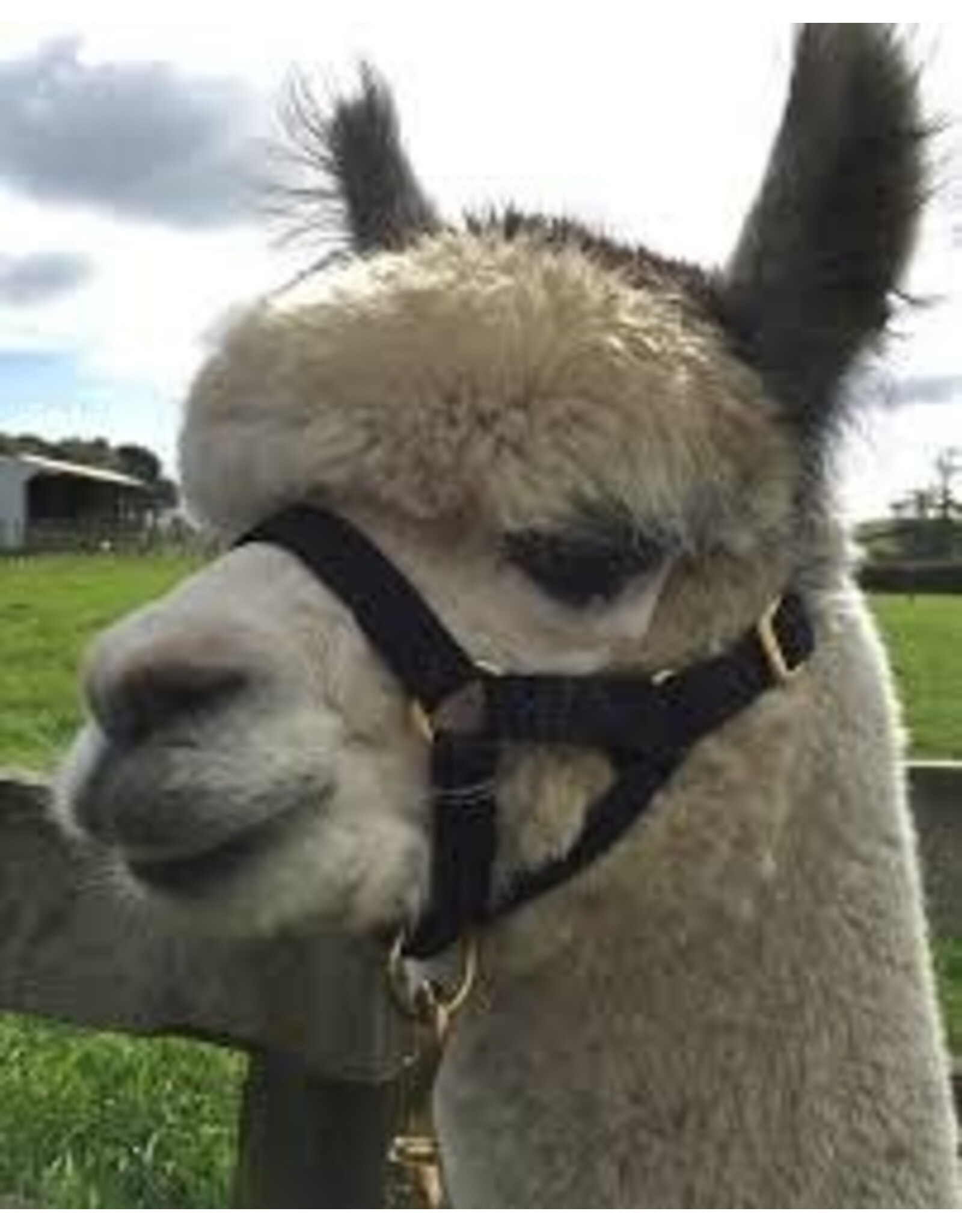 Burwash Llama Halter 3/4" - Small - Black - TBWHLH S-BK