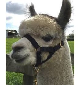 Burwash Llama Halter 3/4" - Small - Black - TBWHLH S-BK