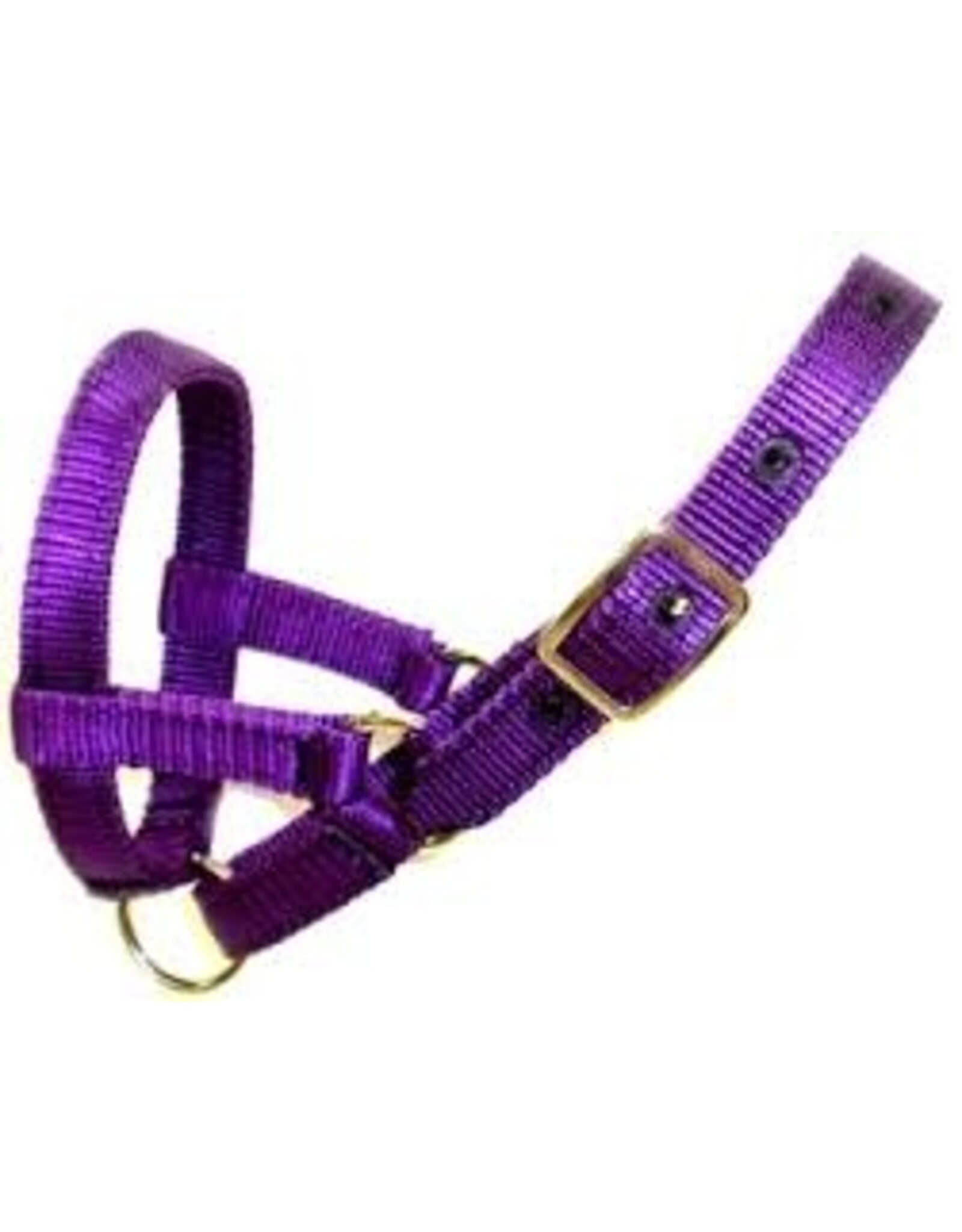 Burwash Llama Halter 3/4" - Large - Purple - TBWHLH L-PU