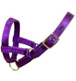 Burwash Llama Halter 3/4" - Large - Purple - TBWHLH L-PU