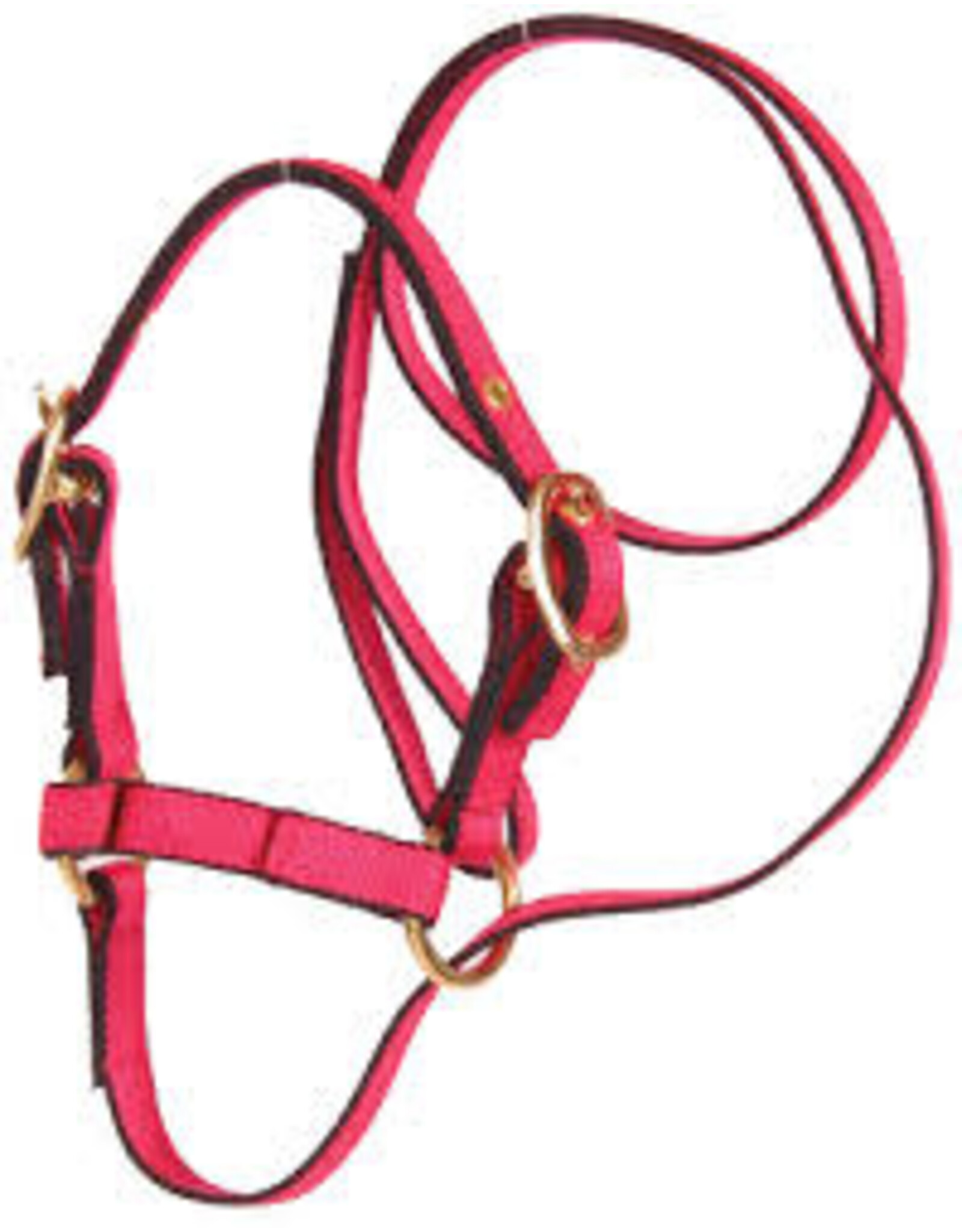 Burwash Web Sheep Halter w/Lead  - Teal - TBWHHBA-TE
