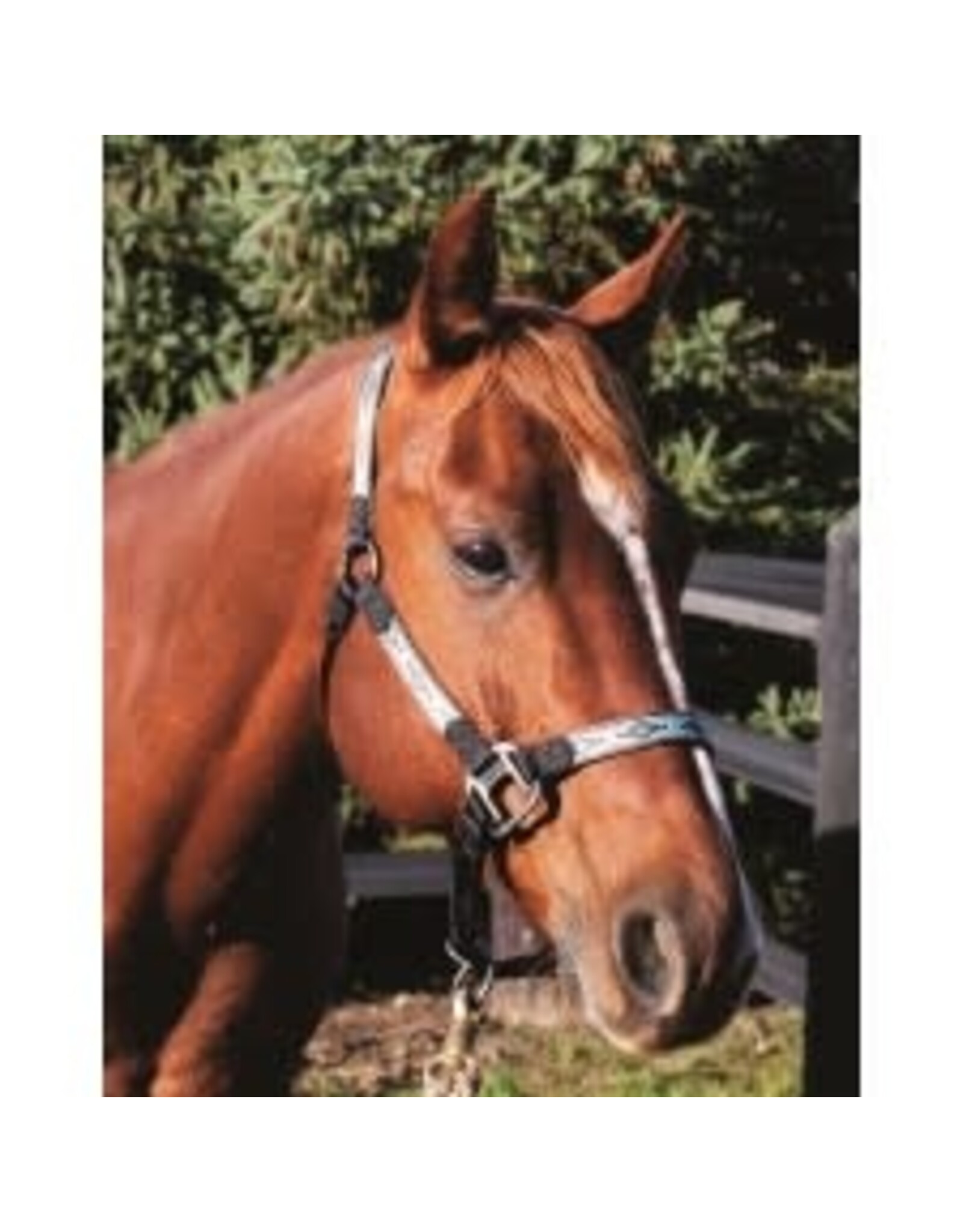 WESTERN RAWHIDE SIGNATURE PATTERN HALTER WITH ANTIQUE SILVER FINISH HARDWARE, NO SNAP - ARROW PTRN - AVG- 292864-27/AVG