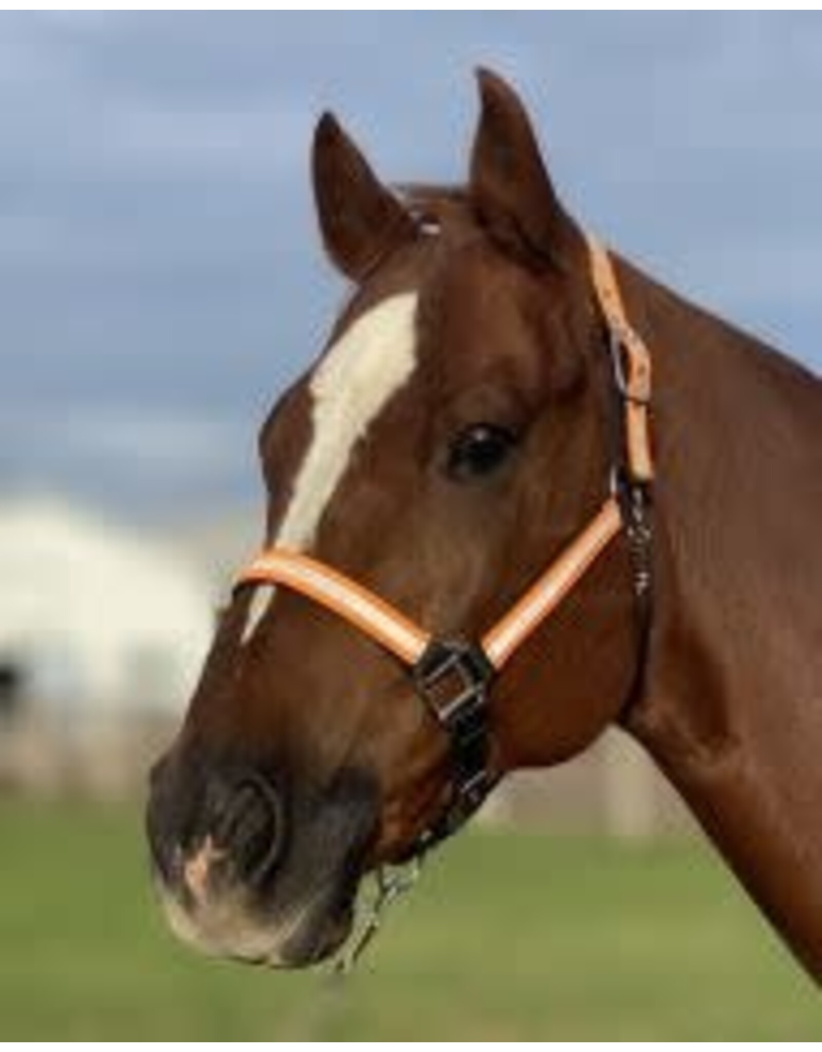 Nylon Reflective Halter with Padding - Full - 10-705 - Full