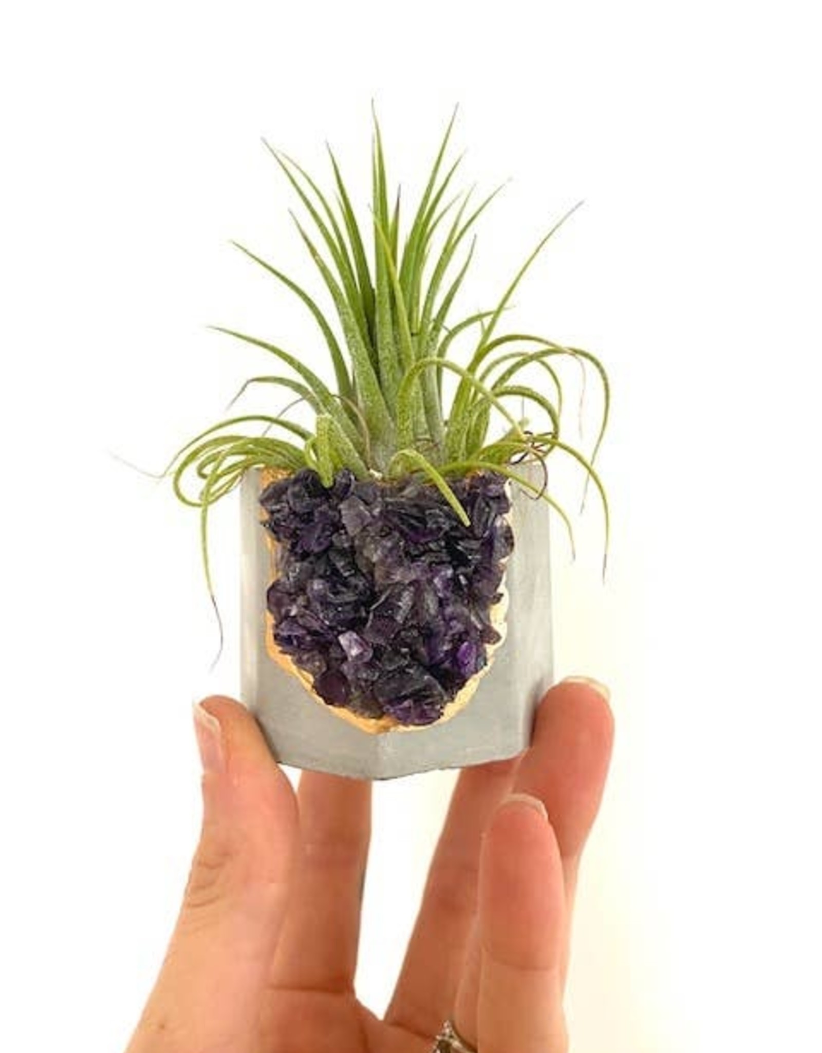 Plant One On Me Designs Crystal Geode Air Plant