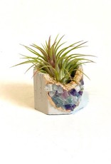 Plant One On Me Designs Crystal Geode Air Plant