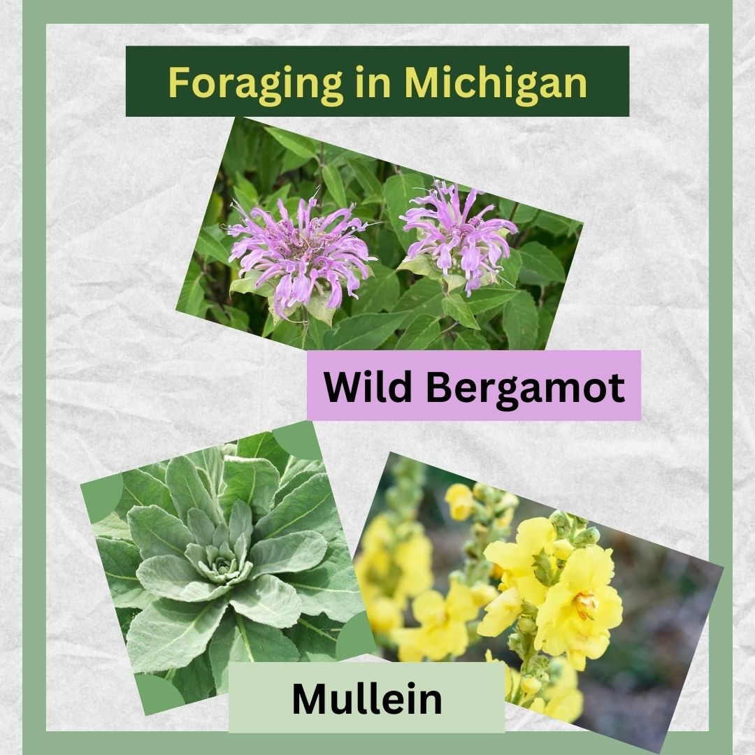 Foraging in Michigan