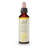 Bach Bach Flower Essence - Cerato