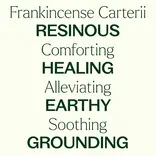 Plant Therapy Frankincense Carteri Essential Oil 10 mL