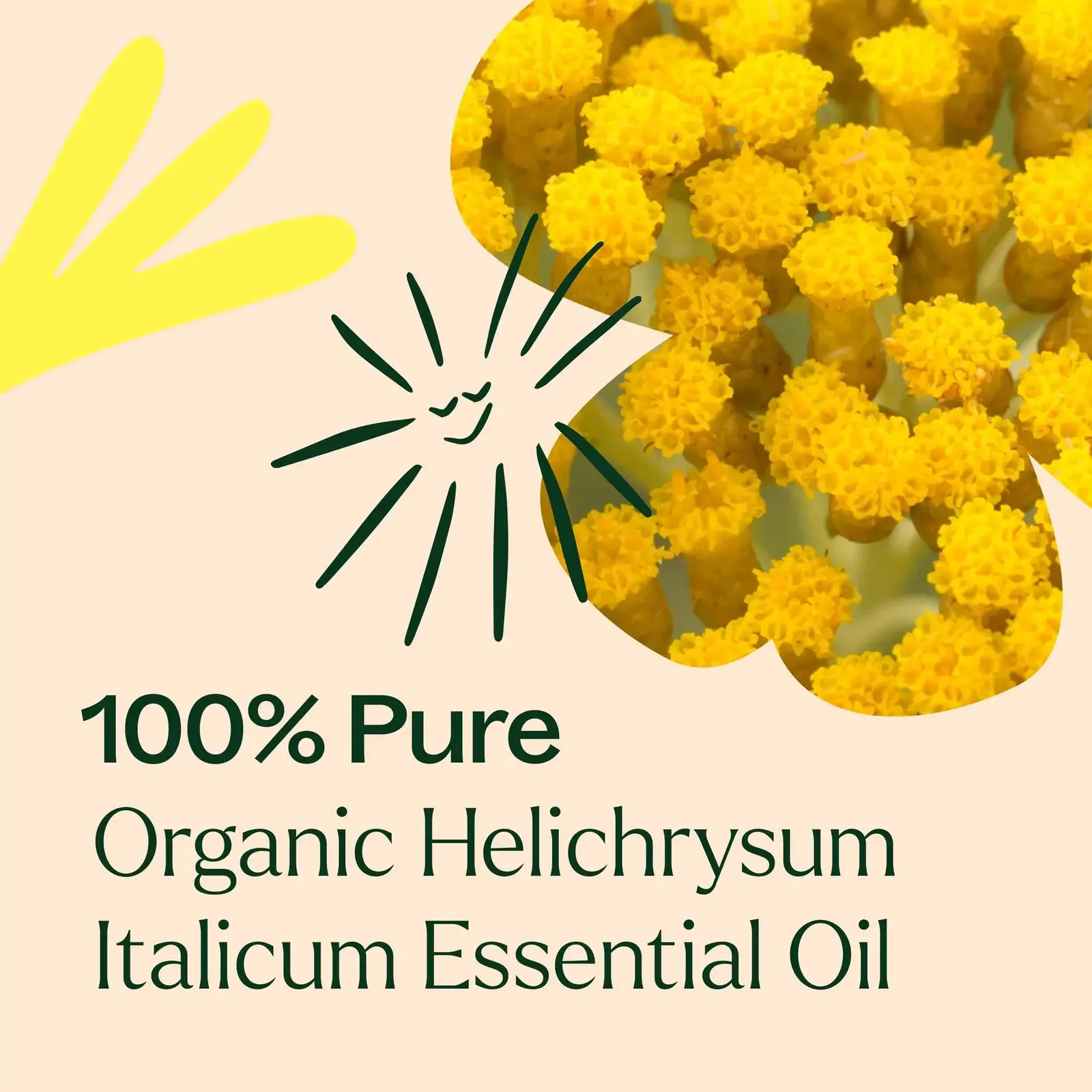 Plant Therapy Organic Helichrysum Italicum Essential Oil 2.5 mL