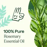 Plant Therapy Rosemary 1,8-Cineole Essential Oil 10 mL