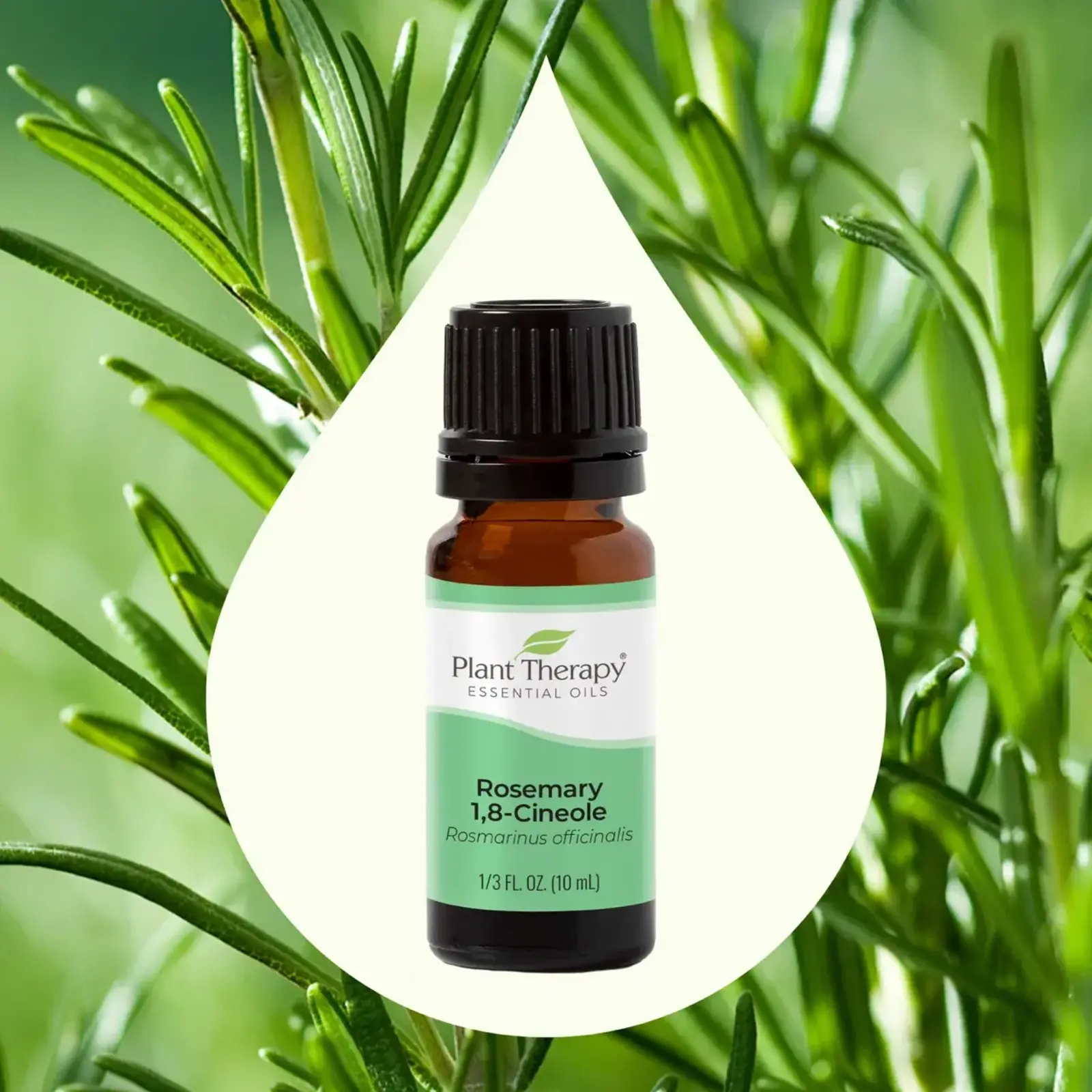 Plant Therapy Rosemary 1,8-Cineole Essential Oil 10 mL