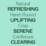 Plant Therapy Northern Fir Naturally Scented Candle 8 oz