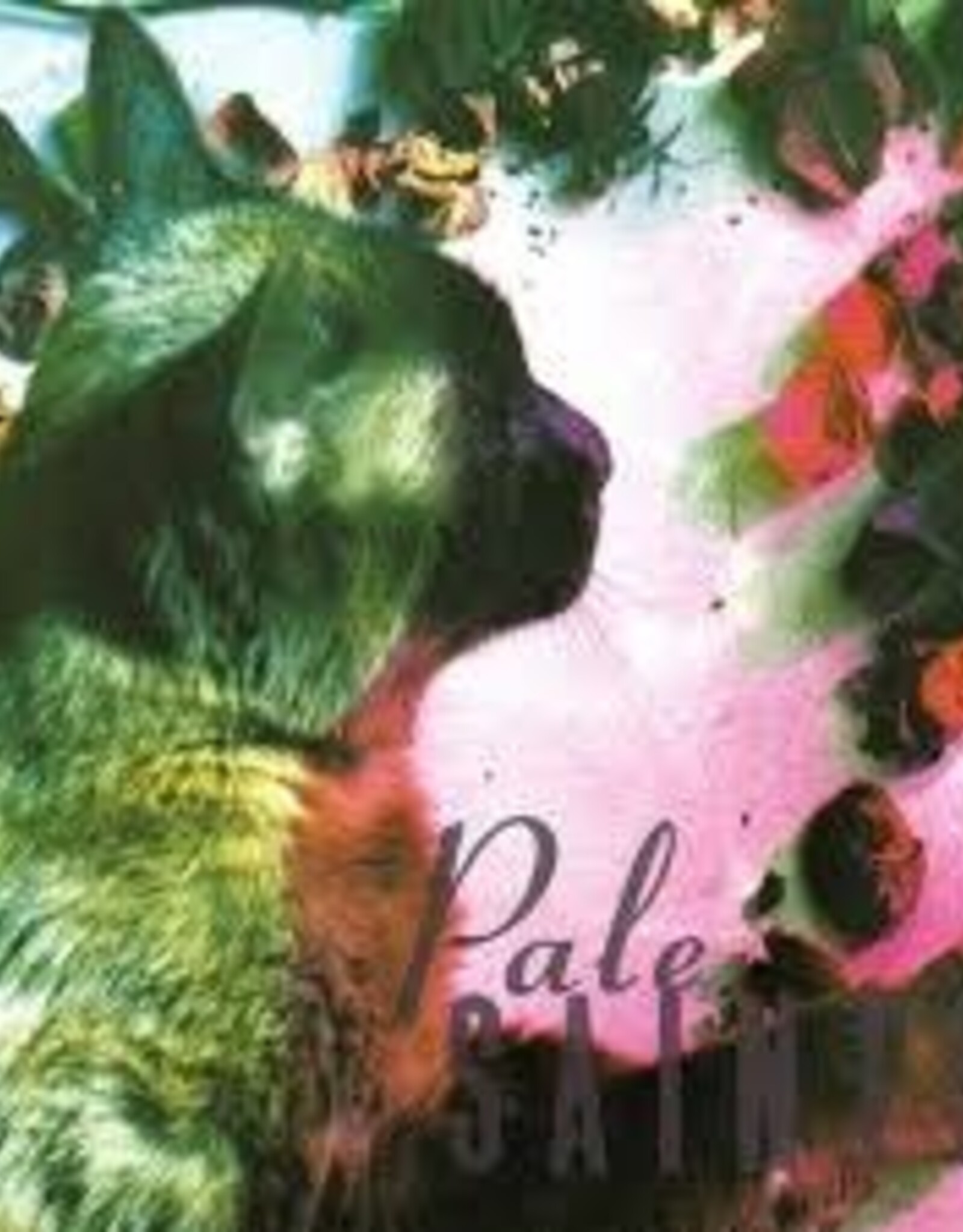 Pale Saints : The Comforts of Madness 30th Anniversary Reissue