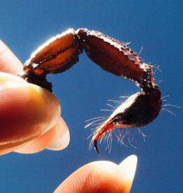 Squid - Cowards (Clear Vinyl)