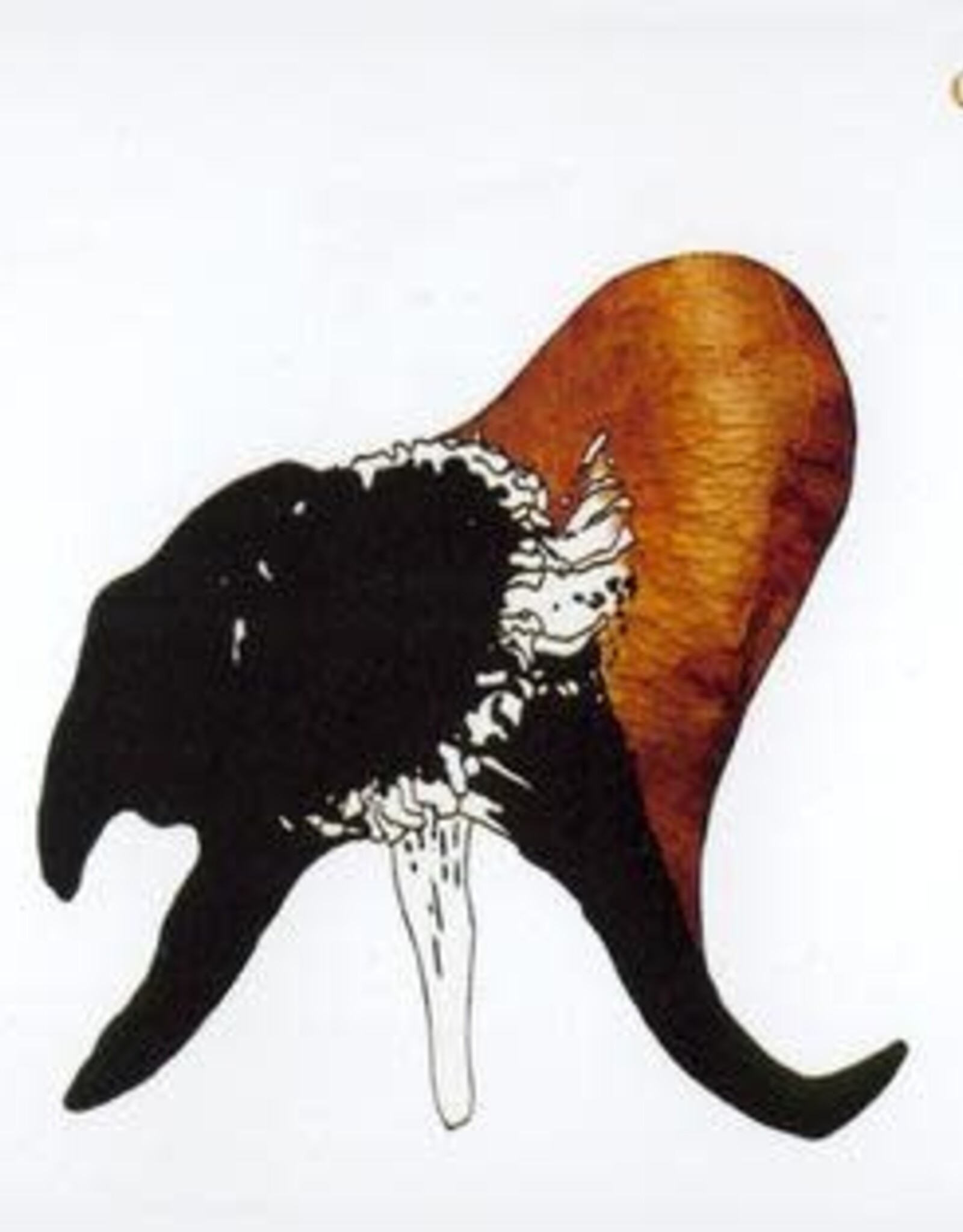 Coil - Black Antlers