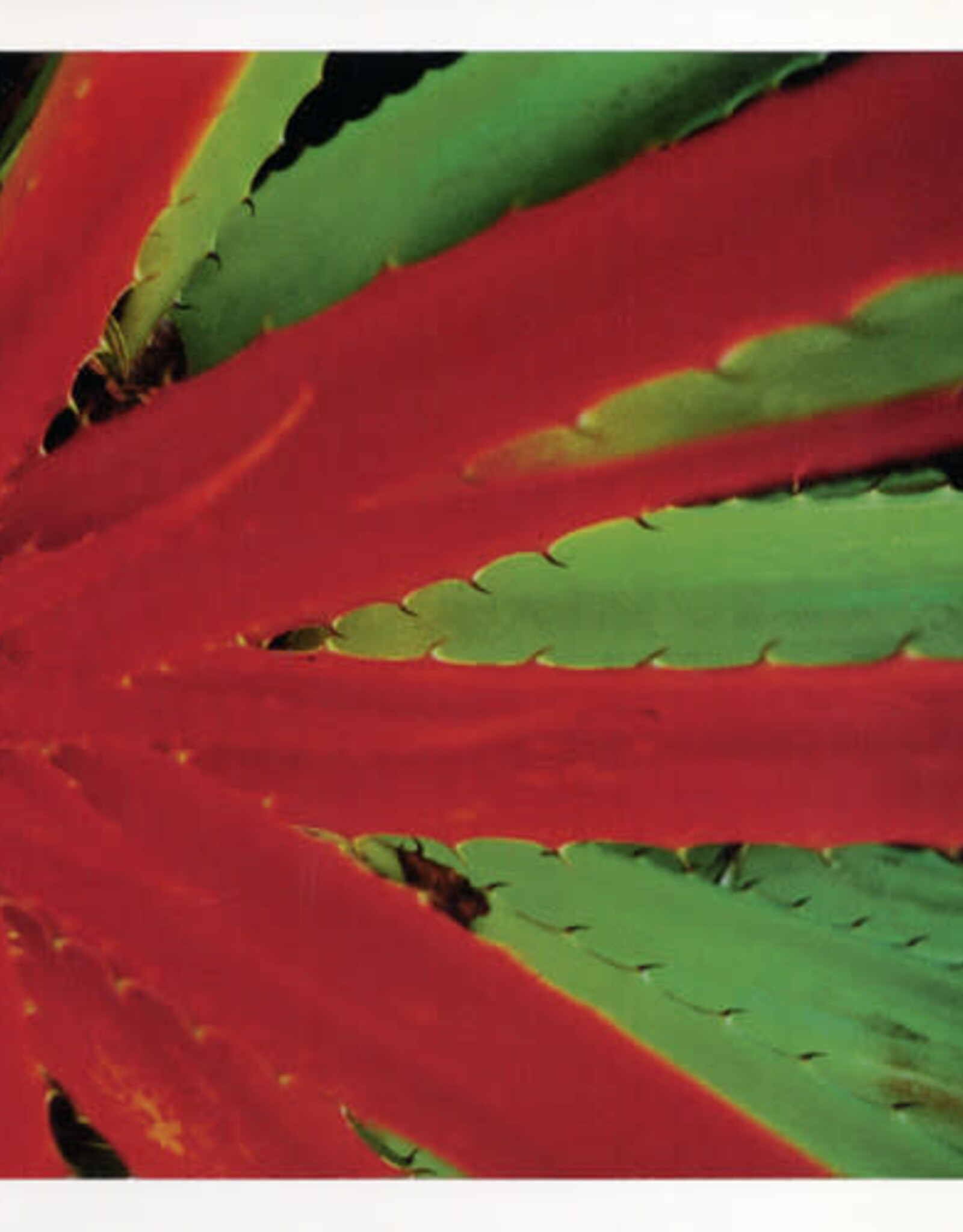 Jejune - This Afternoons Malady