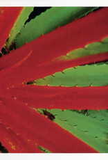 Jejune - This Afternoons Malady