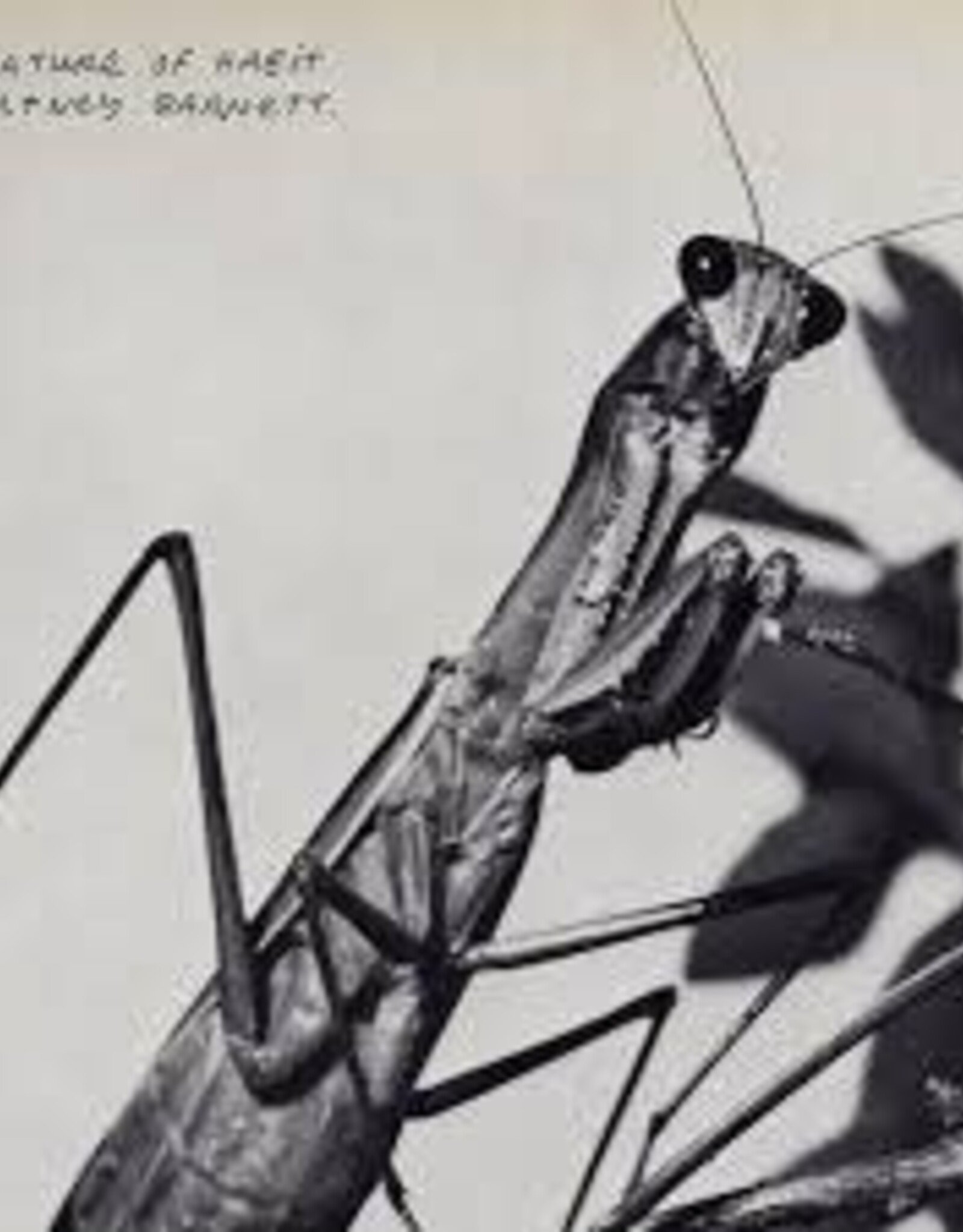 Courtney Barnett - Creature of Habit