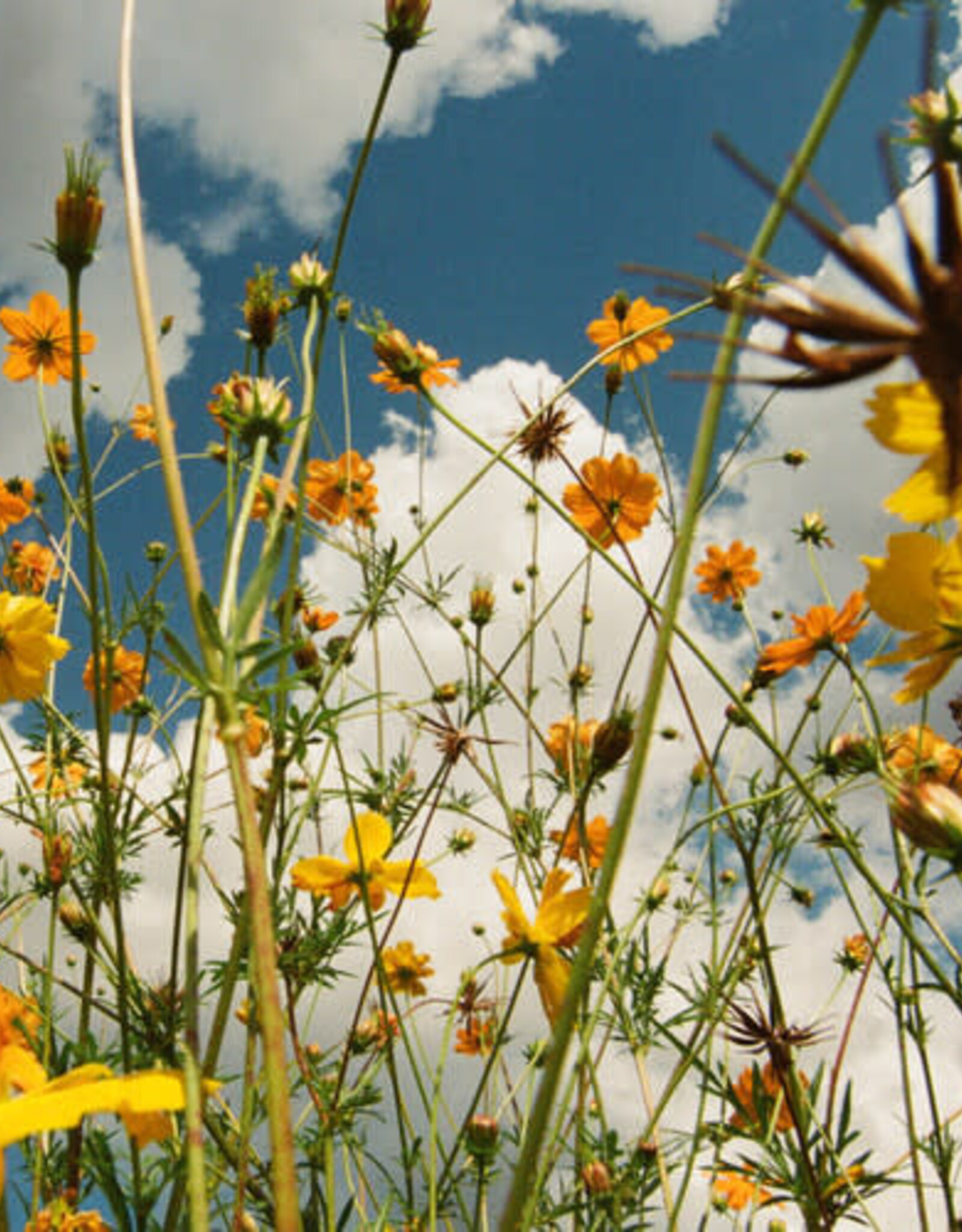 Tasha - You Are Spring! - (Yellow Wildflower Vinyl LP)