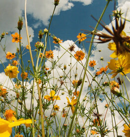 Tasha - You Are Spring! - (Yellow Wildflower Vinyl LP)