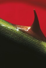 Nusrat Fateh Ali Khan & Michael Brook - Night Song (green)