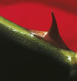 Nusrat Fateh Ali Khan & Michael Brook - Night Song (green)