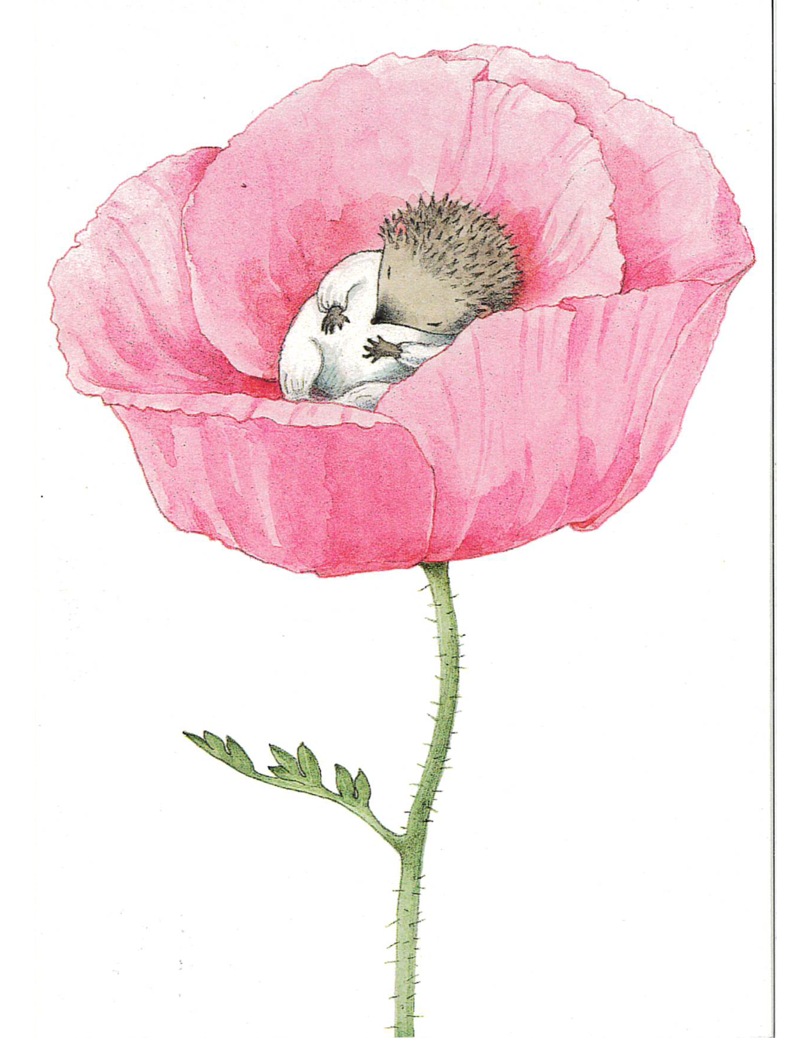 Hedgehog in Flower Postcard