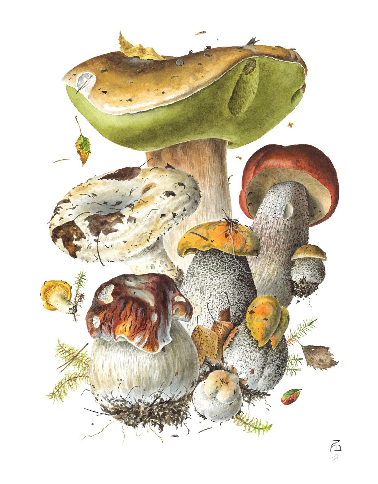 Mushrooms: Alexander Viazmensky Boxed Notecards