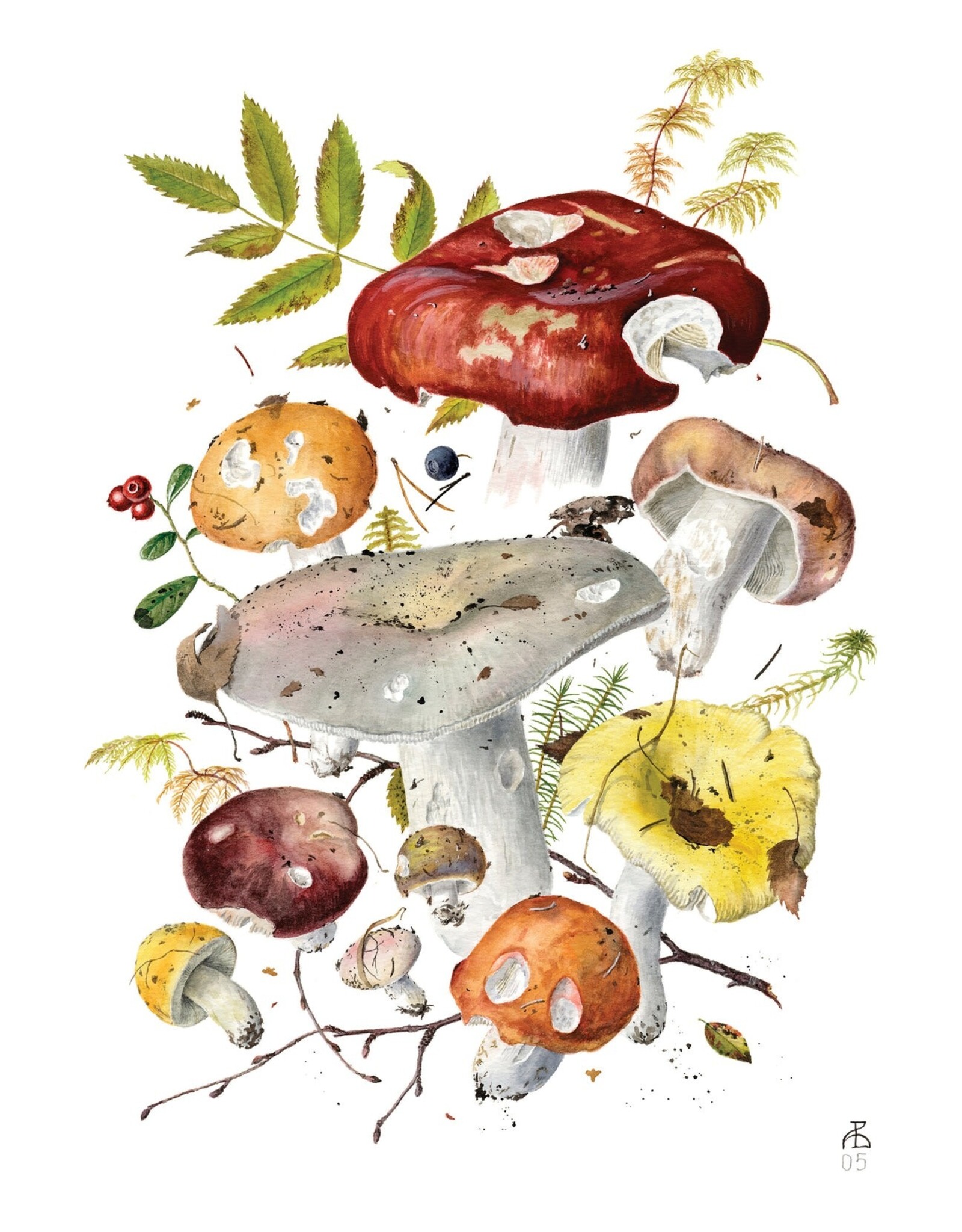 Mushrooms: Alexander Viazmensky Boxed Notecards