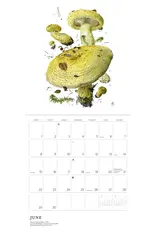 Alexander Viazmensky Mushrooms 2025 Calendar