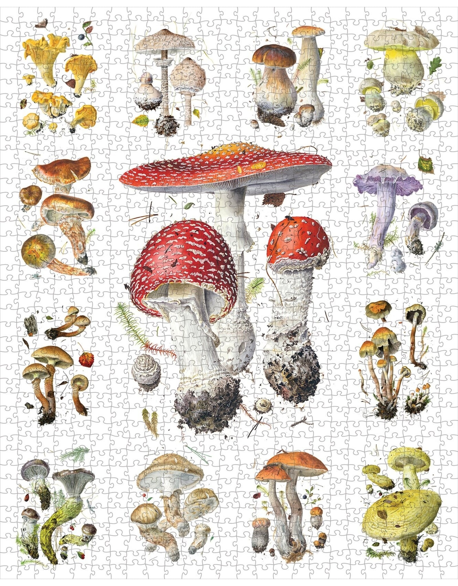 Alexander Viazmensky 1000pc Mushroom Puzzle