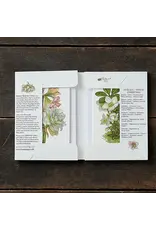 White Christmas Flowers Notecards