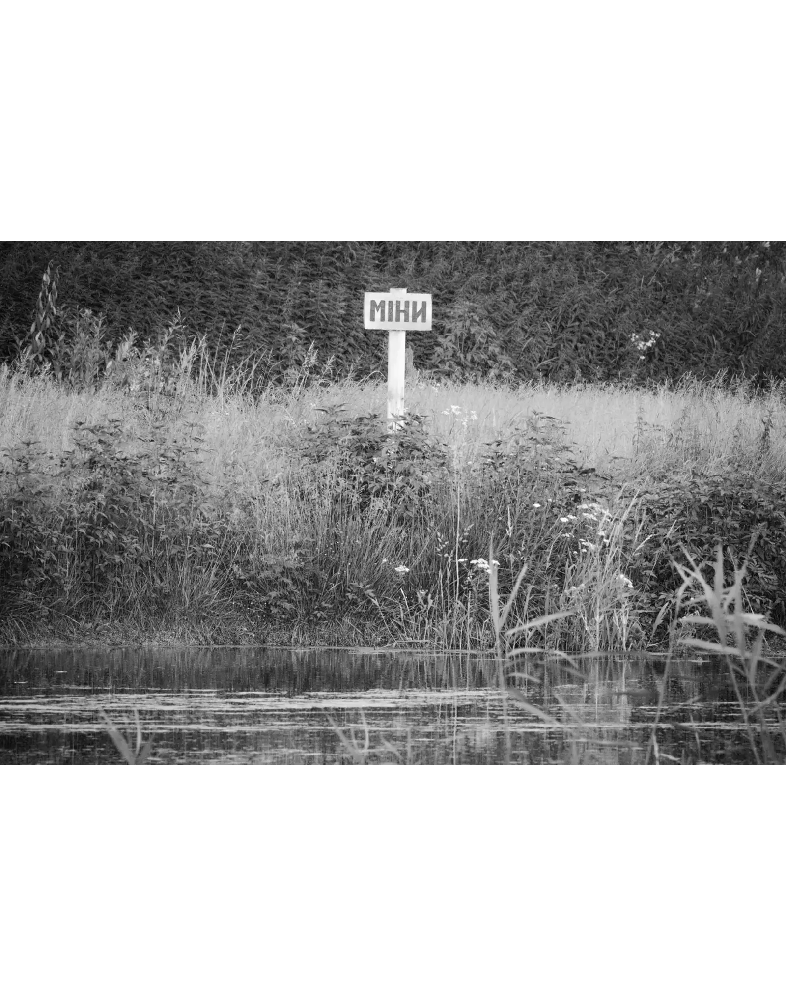 The Oak and the Larch