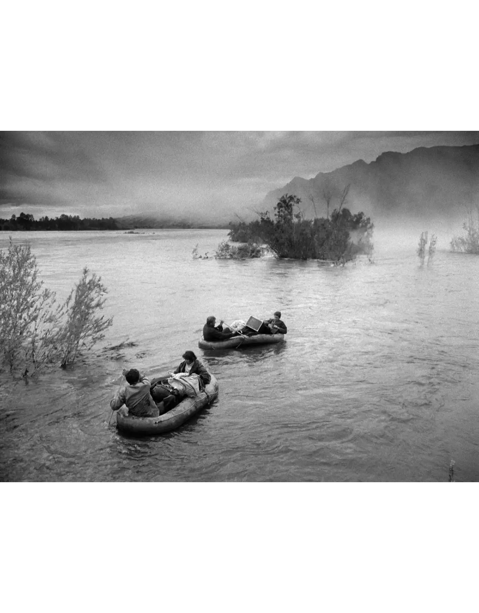 The Oak and the Larch