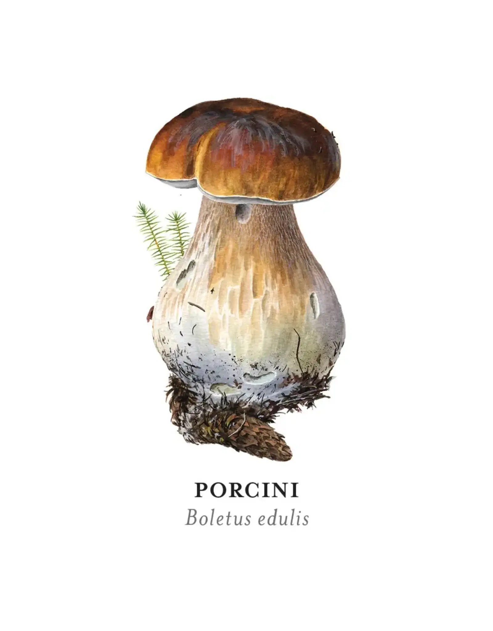 Alexander Viazmensky Mushrooms Memory Game