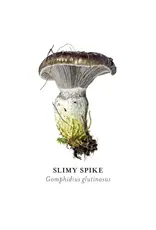 Alexander Viazmensky Mushrooms Memory Game