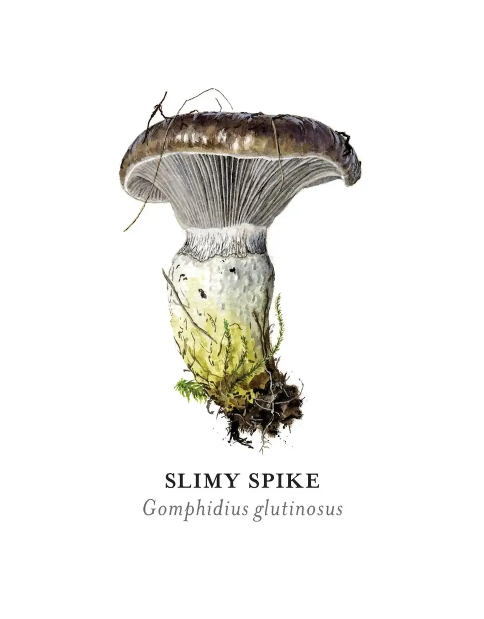 Alexander Viazmensky Mushrooms Memory Game