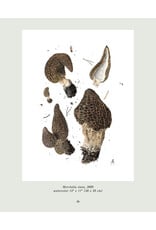 Portraits of Mushrooms Exhibition Book