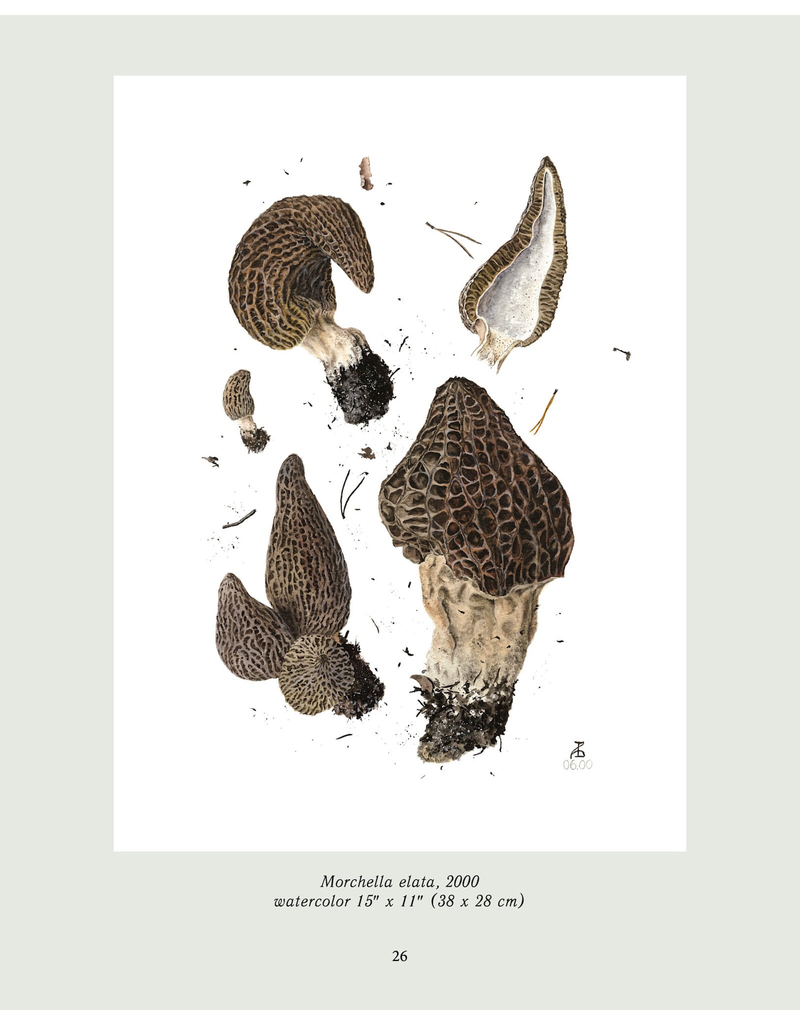 Portraits of Mushrooms Exhibition Book