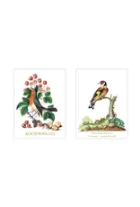 Summer,  Robin Notecard Set